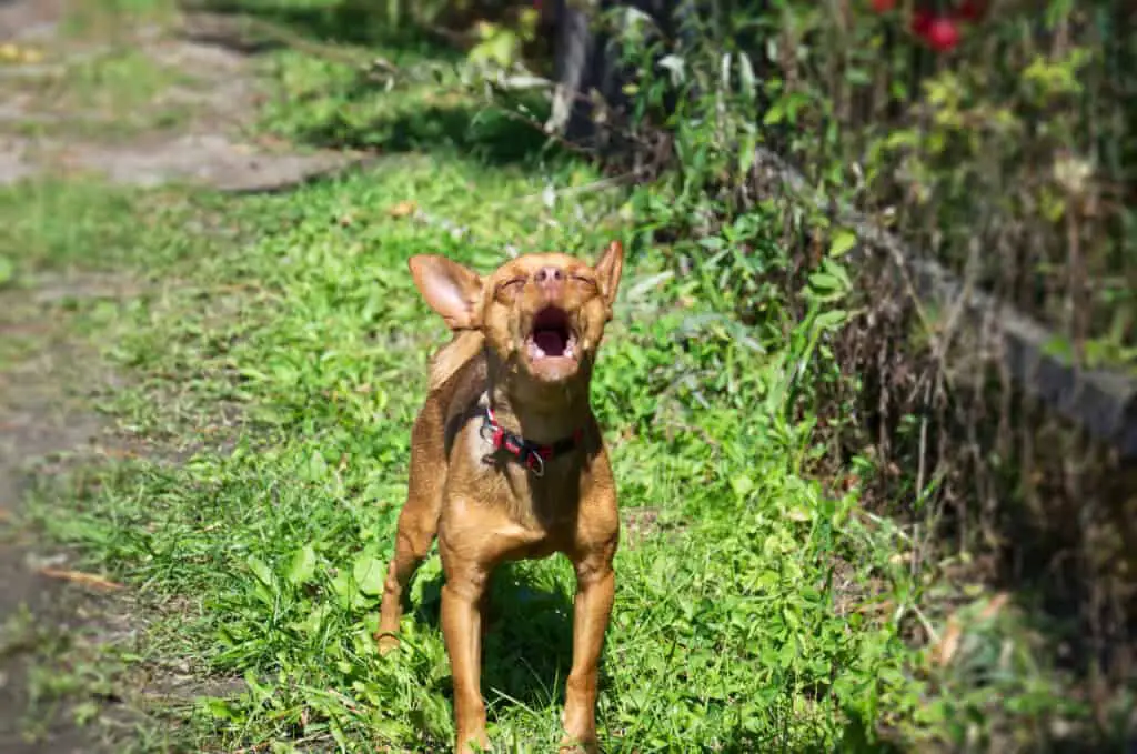 8 Grunde Min Pins Bark så meget (og hvad de skal gøre)