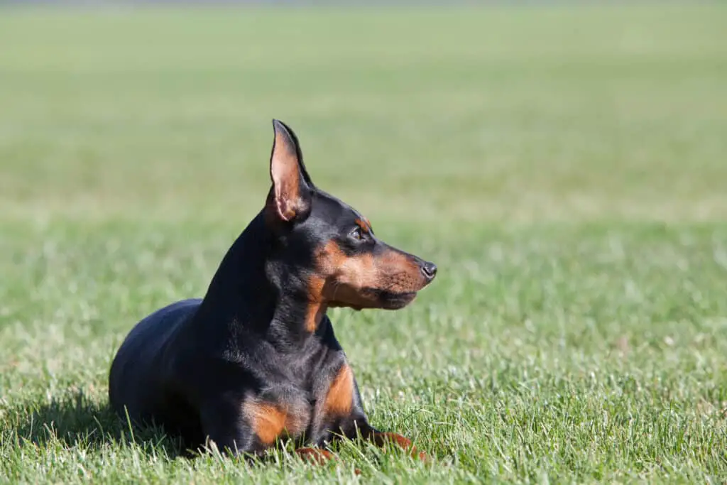  Mini Pinscher